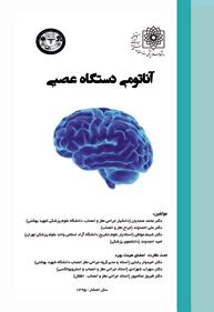 آناتومی دستگاه عصبی